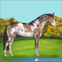 Horse Color:White Spotted Liver Red Dun Sabino Rabicano 