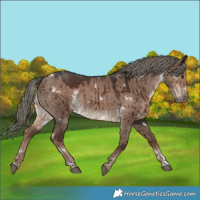 Horse Color:White Spotted Liver Red Dun Mushroom Rabicano Brindle 