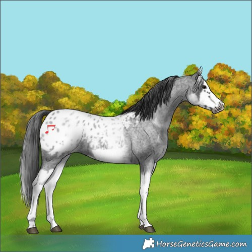 Horse Color:White Spotted Blue Roan Splash Frame Appaloosa