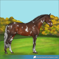 Horse Color:White Spotted Silver Brown Mushroom Sabino Rabicano 