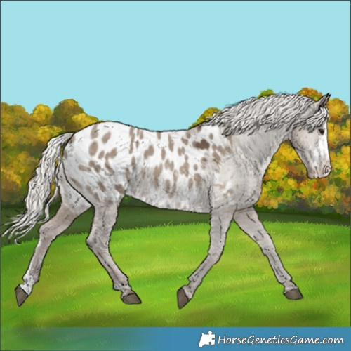Horse Color:White Spotted Silver Grullo Sabino Appaloosa Rabicano 