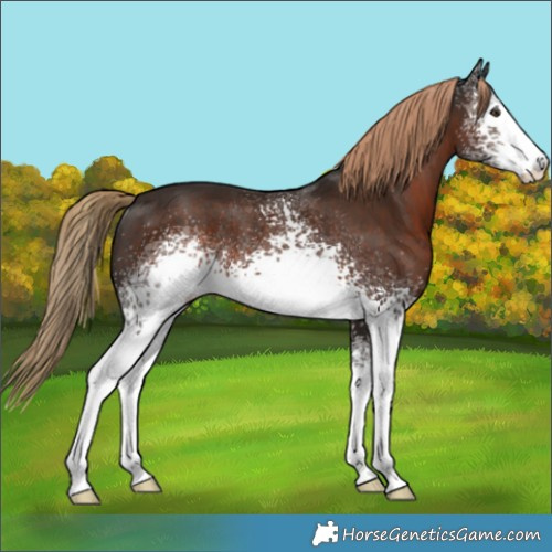 Horse Color:White Spotted Liver Chestnut Rabicano 