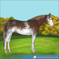 Horse Color:White Spotted Liver Chestnut Rabicano 