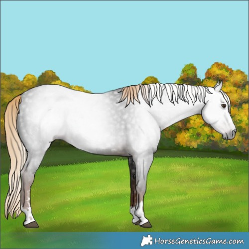 Horse Color:Gray Liver Chestnut 