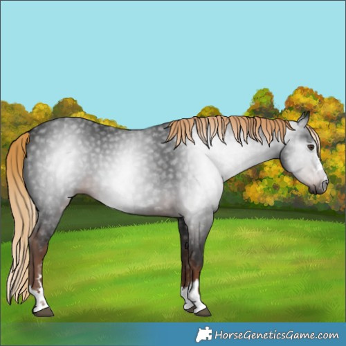 Horse Color:Gray Liver Chestnut 