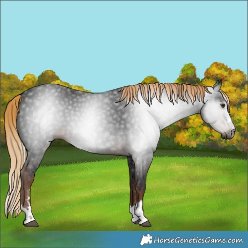 Horse Color:Gray Liver Chestnut 