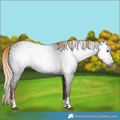 Horse Color:Gray Liver Chestnut 