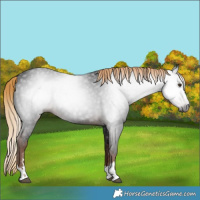 Horse Color:Gray Liver Chestnut 