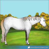 Horse Color:Gray Liver Chestnut 