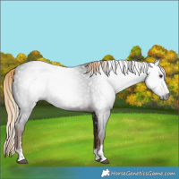 Horse Color:Gray Liver Chestnut 