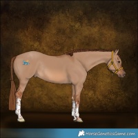 Horse Color:White Spotted Red Dun Rabicano