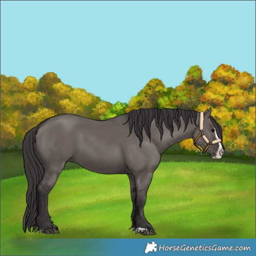 Horse Color:Smoky Grullo Splash 