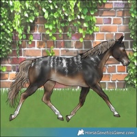 Horse Color:Powder White Gray Chocolate Palomino 