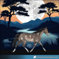 Horse Color:White Spotted Brown Dun Sabino