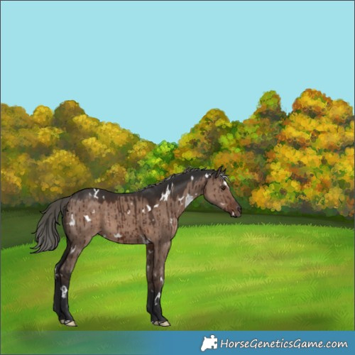 Horse Color:White Spotted Liver Red Dun Mushroom Brindle 