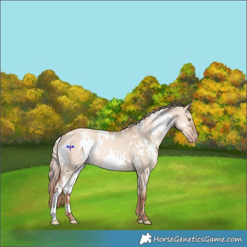 Horse Color:White Spotted Gold Champagne Dun Rabicano 
