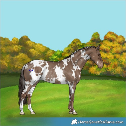 Horse Color:White Spotted Liver Red Dun Varnish Rabicano 