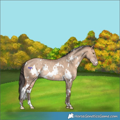 Horse Color:White Spotted Amber Champagne Dun Rabicano 