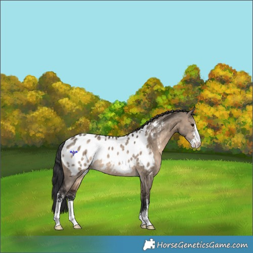 Horse Color:Brown Dun Sabino Appaloosa Rabicano 