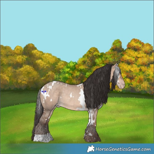 Horse Color:White Spotted Sable Champagne Dun Rabicano 