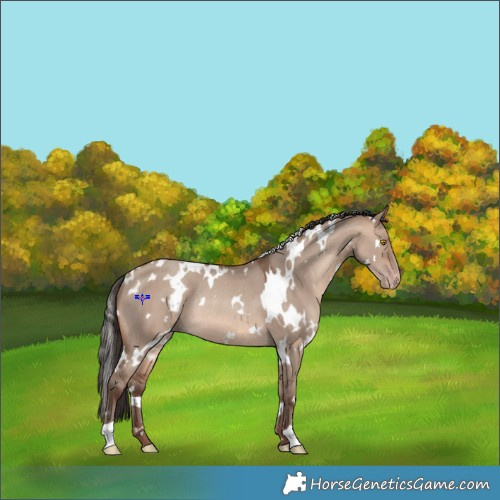 Horse Color:White Spotted Amber Champagne Dun Rabicano 