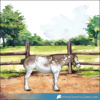 Horse Color:White Spotted Liver Red Dun