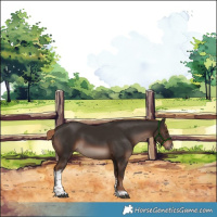 Horse Color:Liver Chestnut Sabino Tobiano 