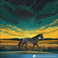 Horse Color:White Spotted Black Appaloosa 