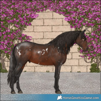 Horse Color:White Spotted Liver Chestnut