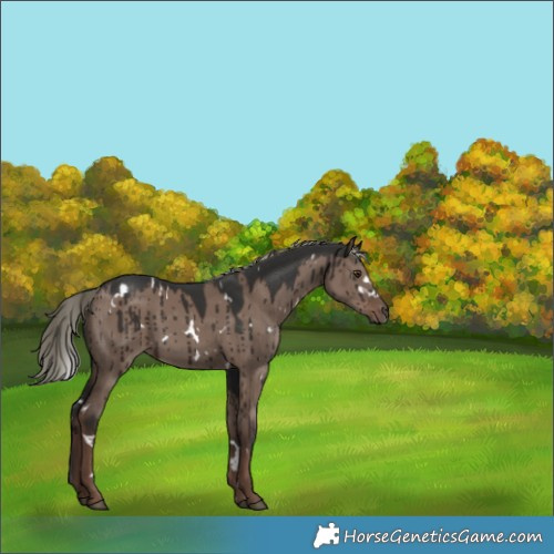 Horse Color:White Spotted Liver Red Dun Mushroom Rabicano Brindle 
