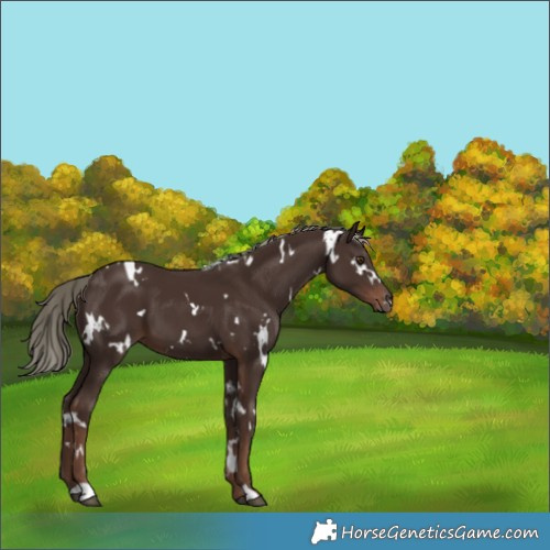 Horse Color:White Spotted Liver Chestnut Mushroom 