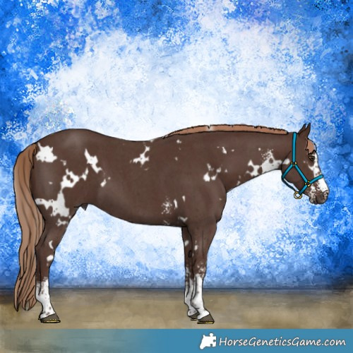 Horse Color:White Spotted Liver Chestnut Sabino 