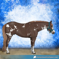Horse Color:White Spotted Liver Chestnut Sabino