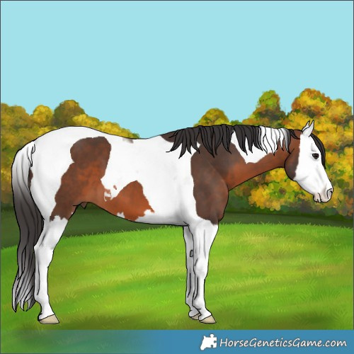 Horse Color:Brown Splash Tobiano 