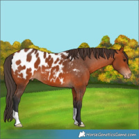 Horse Color:Bay Appaloosa 