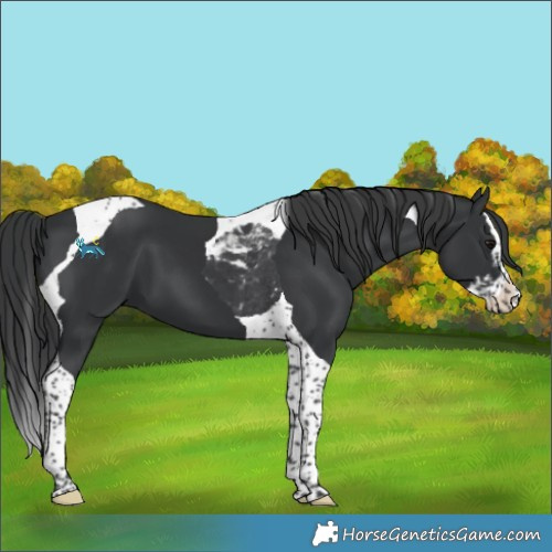 Horse Color:Black Splash Tobiano