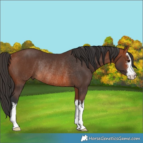 Horse Color:White Spotted Bay Rabicano 