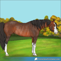 Horse Color:White Spotted Bay Rabicano 