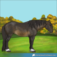Horse Color:Buckskin 