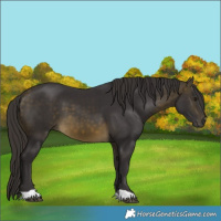 Horse Color:Buckskin 