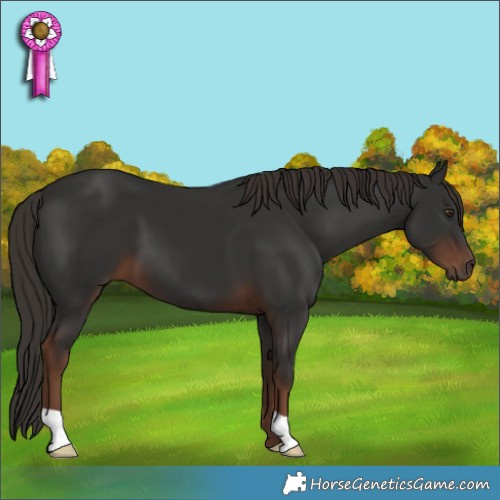 Horse Color:Liver Chestnut 