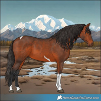 Horse Color:Bay Tobiano 