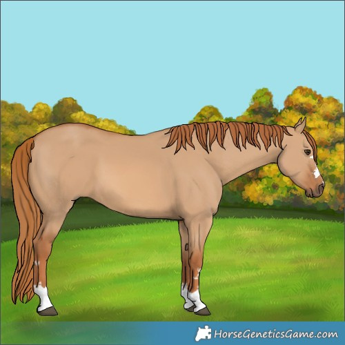 Horse Color:Red Dun 