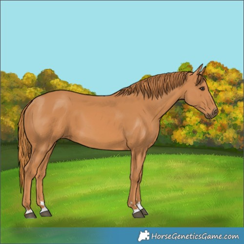 Horse Color:Chestnut 