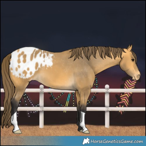 Horse Color:Buckskin Blanket 