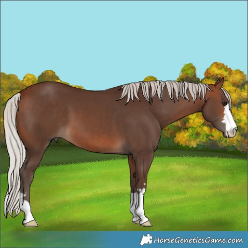 Horse Color:Silver Brown 
