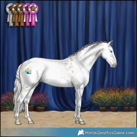 Horse Color:Gray White Spotted Chocolate Palomino Splash Appaloosa 