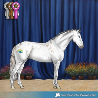 Horse Color:Gray White Spotted Chocolate Palomino Splash Appaloosa 