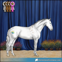 Horse Color:Gray White Spotted Chocolate Palomino Splash Appaloosa 