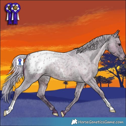 Horse Color:Watercolor Silver Blue Ice Roan Appaloosa 
